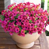Artificial Flowers for Outdoor Indoor Garden Home Decoration, Faux Flower Daisy with Eucalyptus Leaves Fake Plants Greenery Boxwood Porch Patio, 12 Bundles (Mix Pink Red Purple Yellow)
