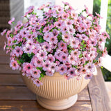 Artificial Flowers for Outdoor Indoor Garden Home Decoration, Faux Flower Daisy with Eucalyptus Leaves Fake Plants Greenery Boxwood Porch Patio, 12 Bundles (Mix Pink Red Purple Yellow)